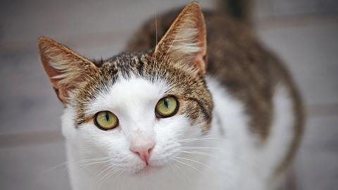 Wie sehen Katzen und warum schnurren sie? 7 spannende Fakten über Katzen. - Foto: Azaliya / iStock