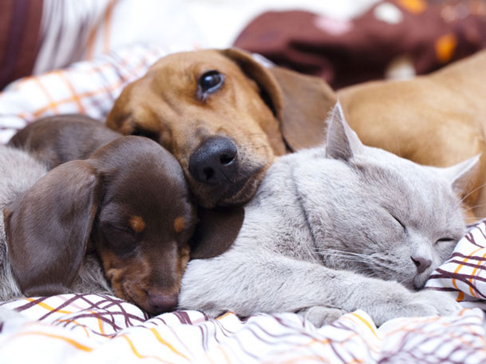 Wie lange schlafen Katzen und Hunde? Liebenswert Magazin
