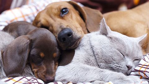 Wie lang schlafen Katzen und Hunde? - Foto: Liliya Kulianionak / iStock