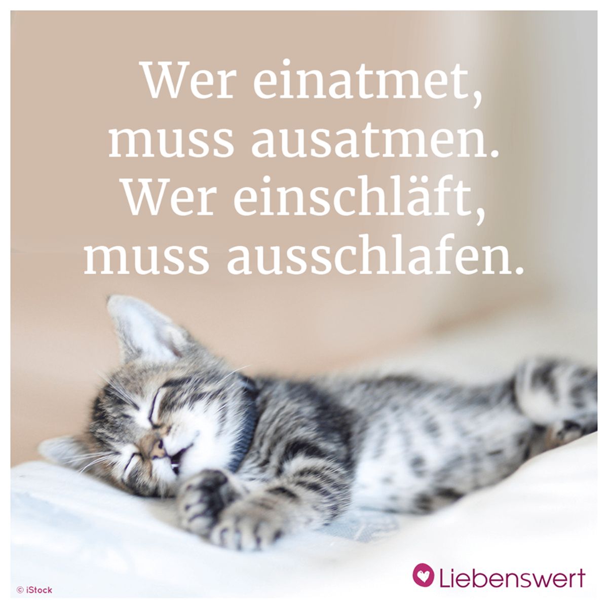 Wie lang schlafen Katzen? Bestenfalls solang sie wollen.