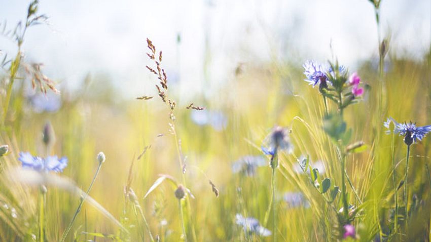 Wiesenkräuter: Heilpflanzen von der Sommerwiese - Foto: Rike_/ iStock