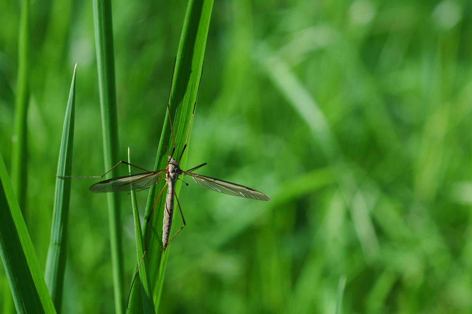 Wiesenschnaken verursachen braune Flecken im Rasen | Liebenswert Magazin