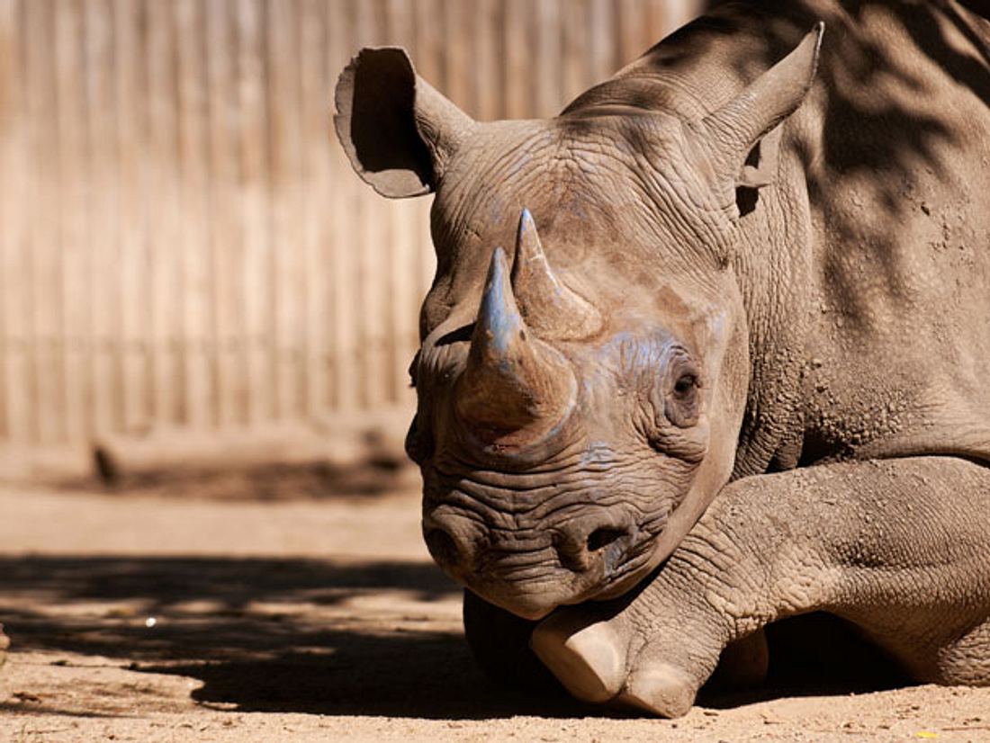 Wilderer erschießen Nashorn im Zoo in Frankreich Wilderer erschießen Nashorn im Zoo in Frankreich