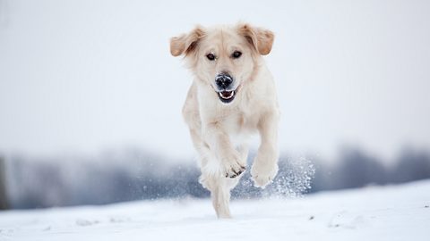Hund mit hellem Fell im Schnee - Foto: iStock/JoopS