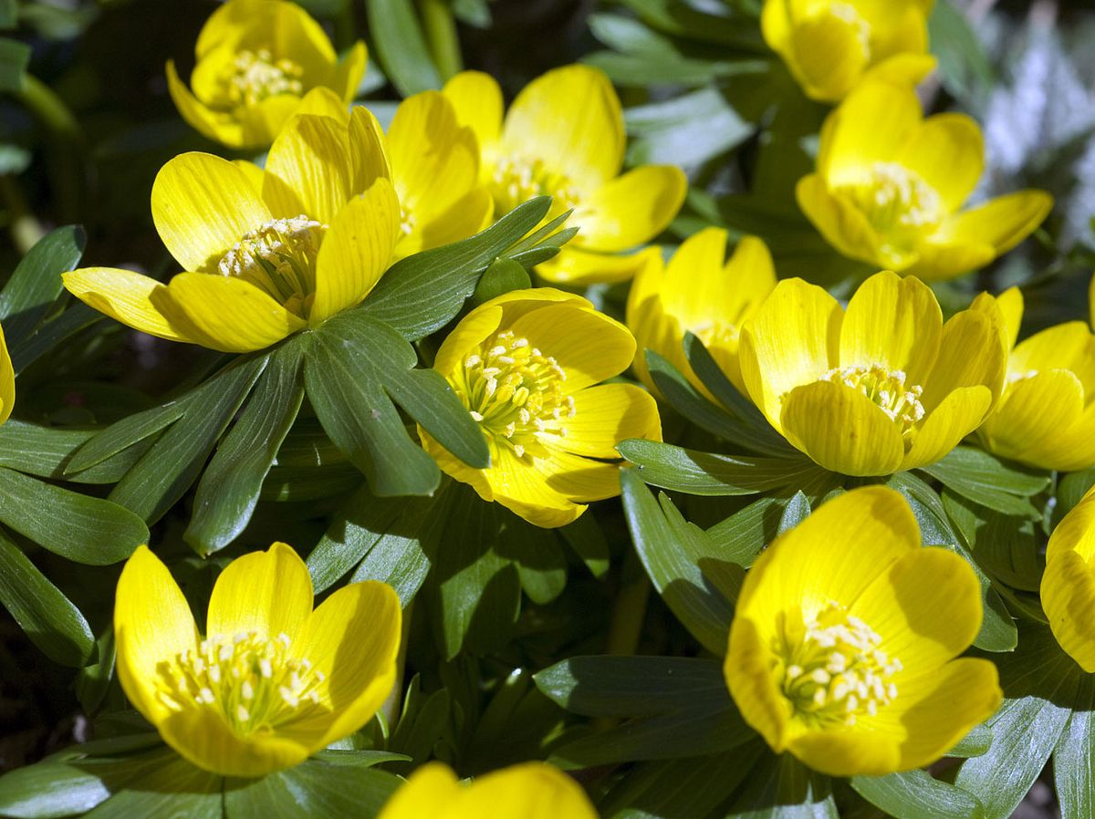 Frühlingsblume Winterling