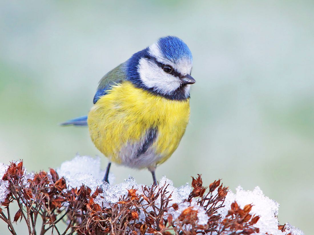 Auch 2018 ruft der NABU zur Zählung der Wintervögel auf.