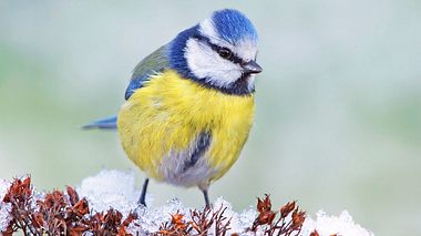 Auch 2018 ruft der NABU zur Zählung der Wintervögel auf. - Foto: schnuddel / iStock