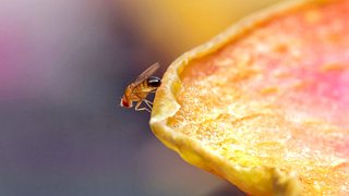 Woher kommen Fruchtfliegen eigentlich? - Foto: Jamesmcq24 / iStock