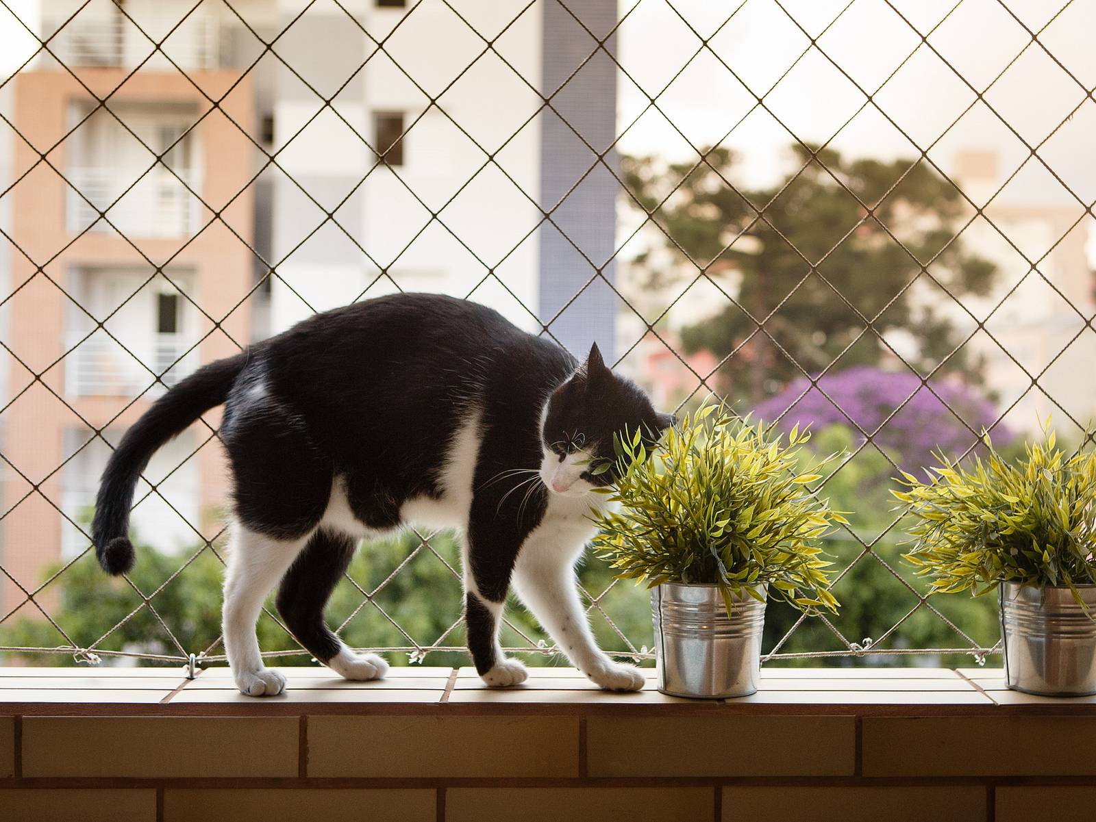 Wohnung und Balkon katzensicher machen Tipps für Haustierhalter Liebenswert Magazin