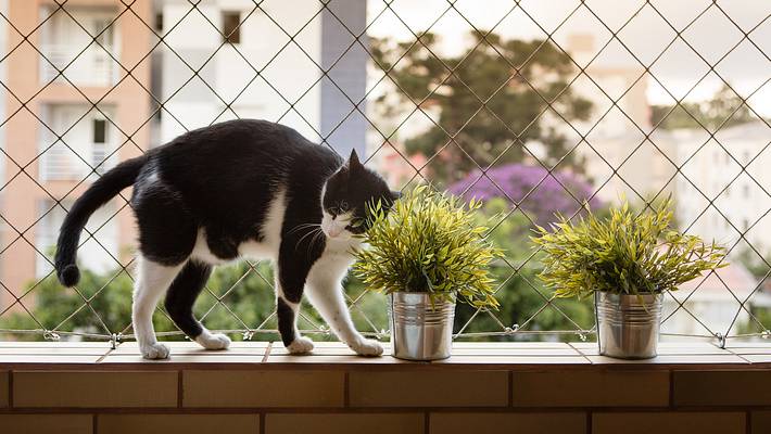 Wie schafft man ein sicheres Zuhause für Hunde und Katzen? - Foto: iStock/ Capuski