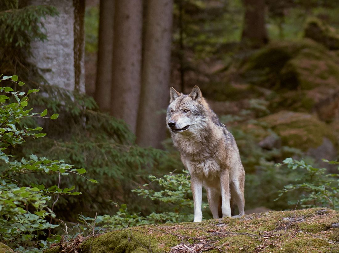 Wölfe sind in Deutschland wieder heimisch