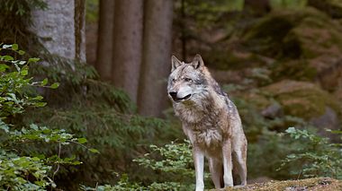 Wölfe sind in Deutschland wieder heimisch - Foto: betyarlaca / iStock