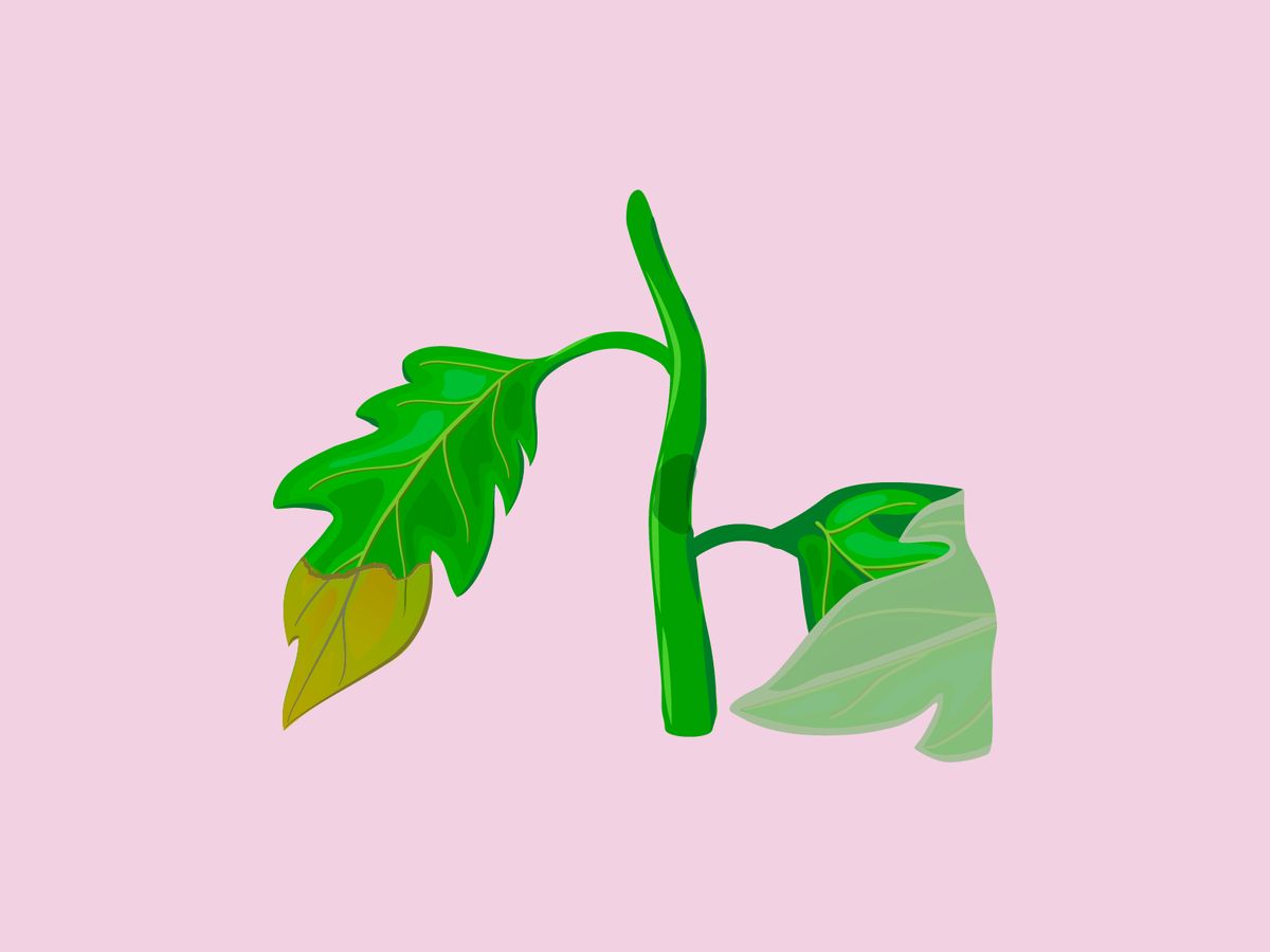 Die Blätter können Aufschluss über die Gesundheit der Pflanze geben