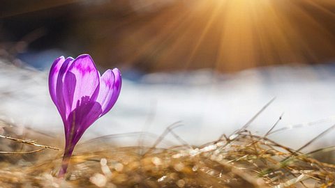 Warum wir uns auf den Frühling freuen - Foto: vovik_mar / iStock