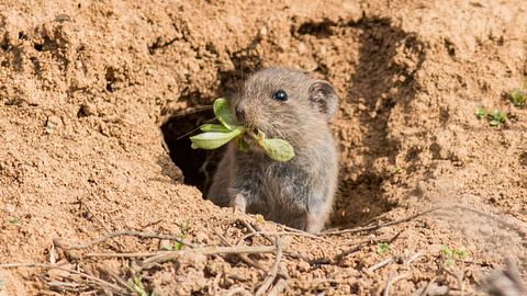 Wühlmaus im Garten - Foto: Gerdzhikov / iStock