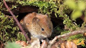 Eine Wühlmaus im Garten - Foto: Frank Fichtmüller / iStock