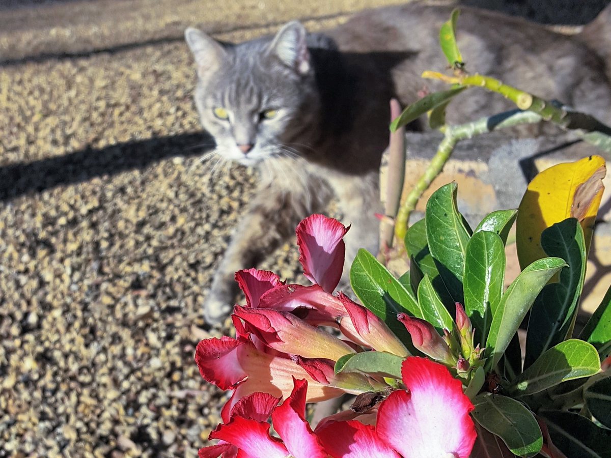 Katze umschleicht Wüstenrose.