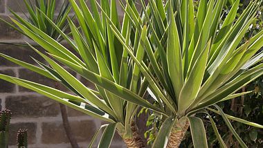 Yucca-Palmen pflegen