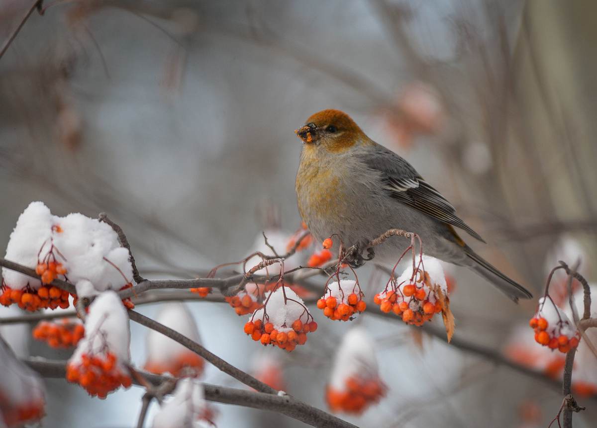 Ein Vogel im Schnee