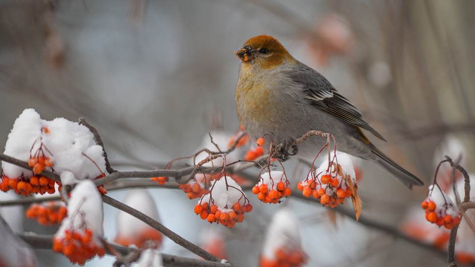 Ein Vogel im Schnee - Foto: IMAGO / NurPhoto