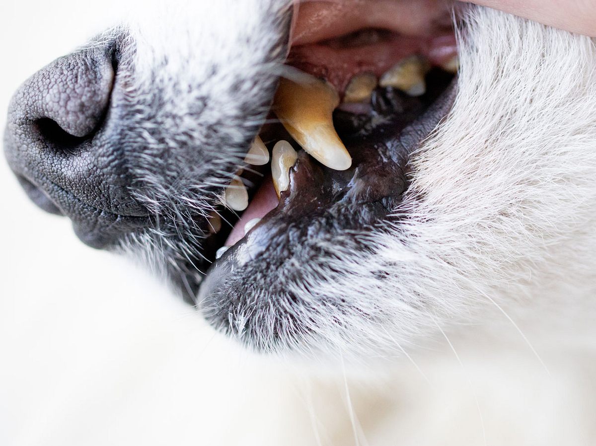 Hund mit Zahnfleischentzündung.