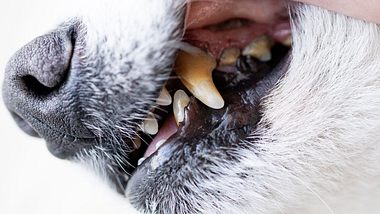 Hund mit Zahnfleischentzündung. - Foto: Lenti Hill / iStock