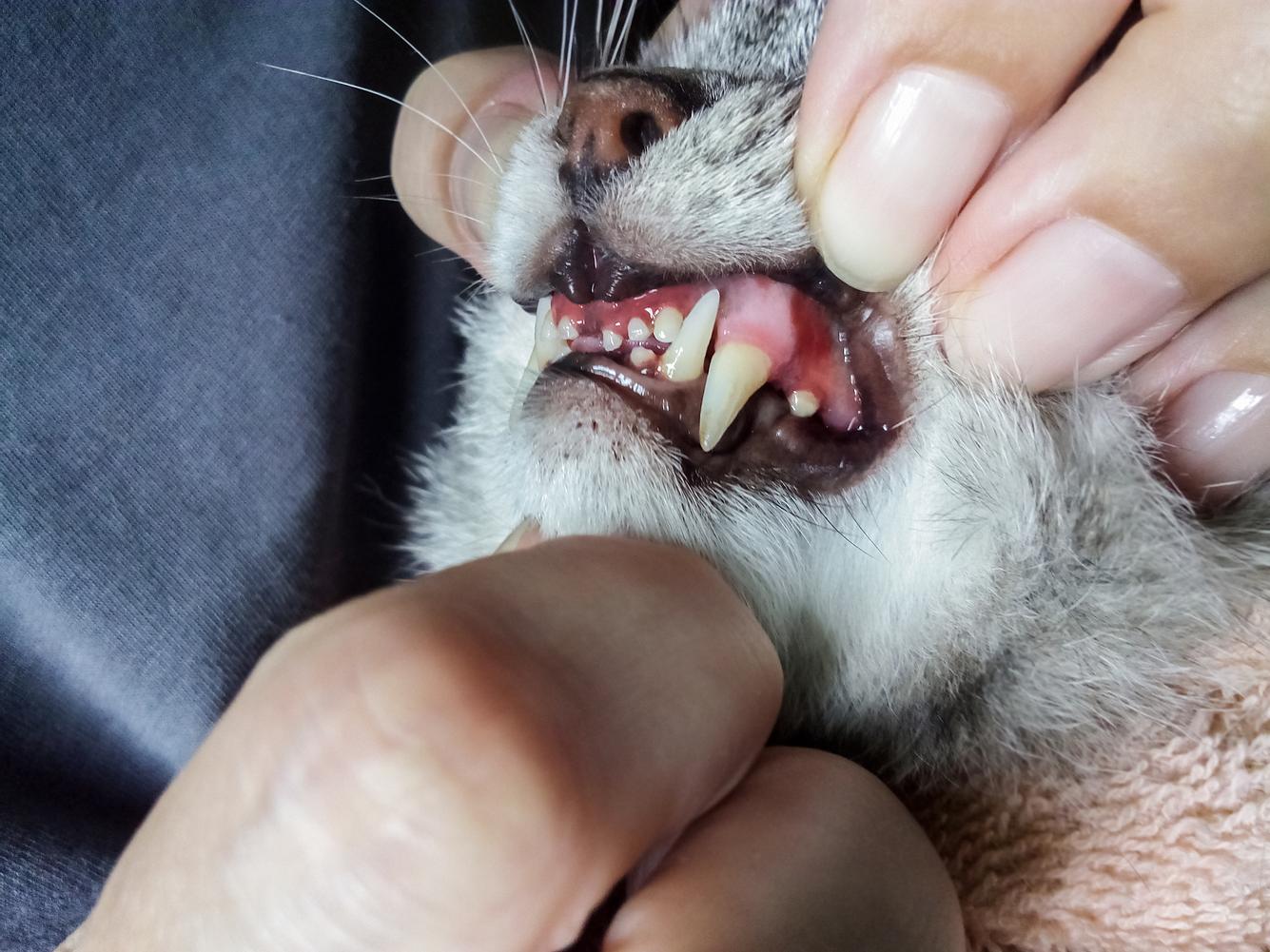Frau schaut sich Zähne und Zahnfleisch einer Katze an. 