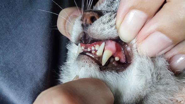 Frau schaut sich Zähne und Zahnfleisch einer Katze an.  - Foto: Tanchic / iStock