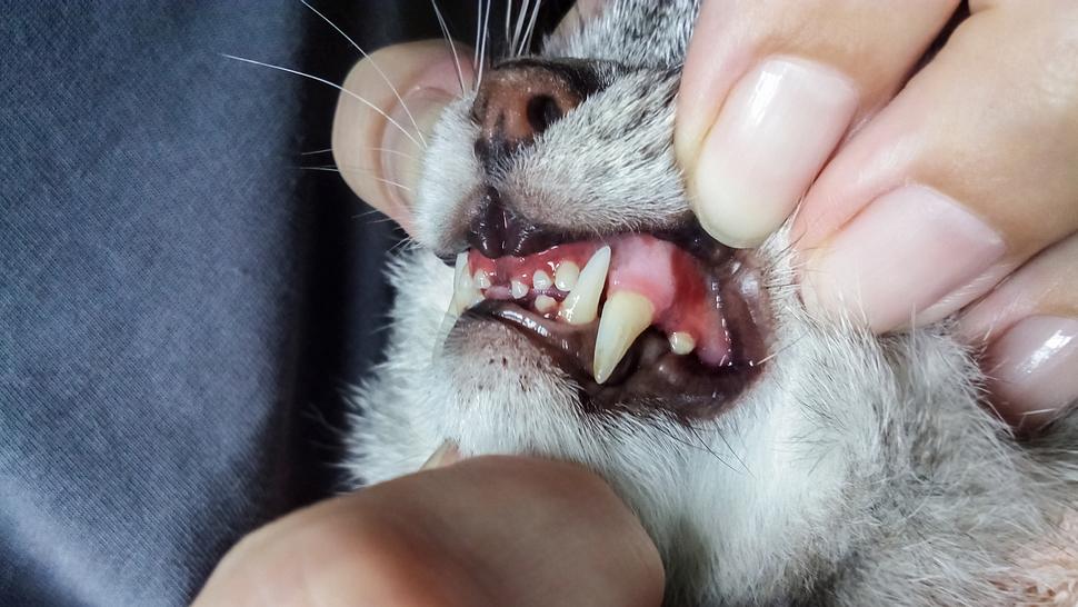Frau schaut sich Zähne und Zahnfleisch einer Katze an.  - Foto: Tanchic / iStock