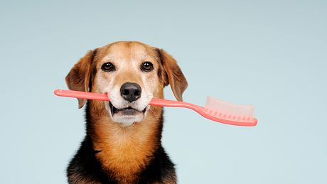 Zahnpflege Hund - Foto: iStock/ Fenne