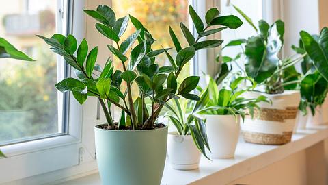 Glücksfeder auf der Fensterbank - Foto: iStock/Nataliia Tymofieieva