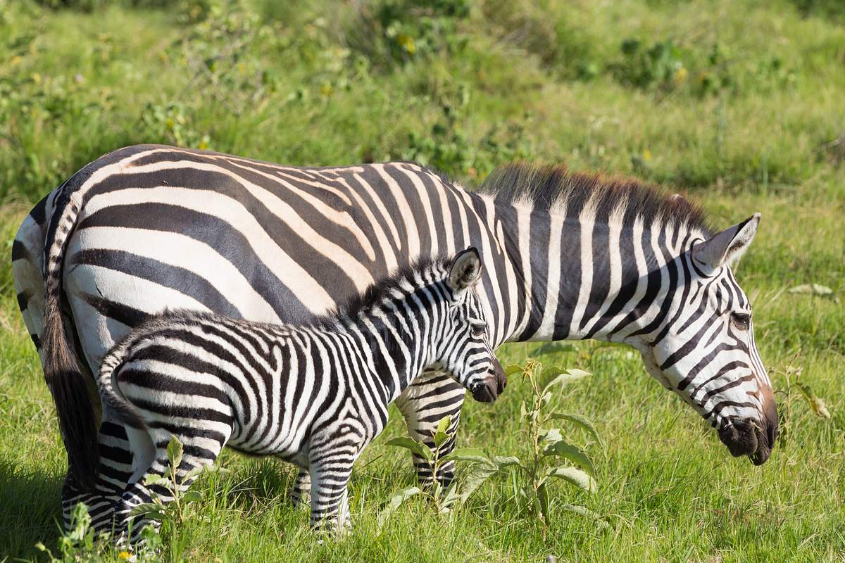 Zebra-Baby und Mutter.