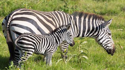 Zebra-Baby und Mutter. - Foto: IMAGO / YAY Images