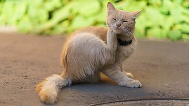 Katze kratzt sich - Foto: iStock/Yury Karamanenko