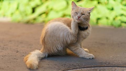 Katze kratzt sich - Foto: iStock/Yury Karamanenko