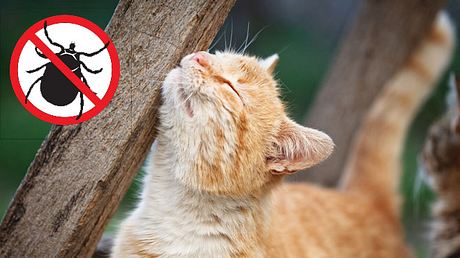 Zeckenmittel: Katzen mit natürlichen Mitteln gegen Zecken schützen - Foto: AleksandarNakic / ananaline / iStock