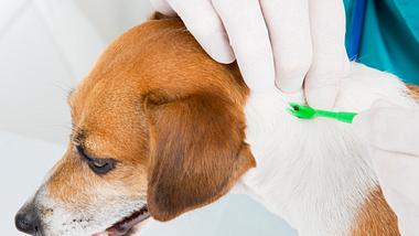 Einem Hund wird eine Zecke mit einer grünen Zeckenzange entfernt - Foto: iStock/Fly_dragonfly