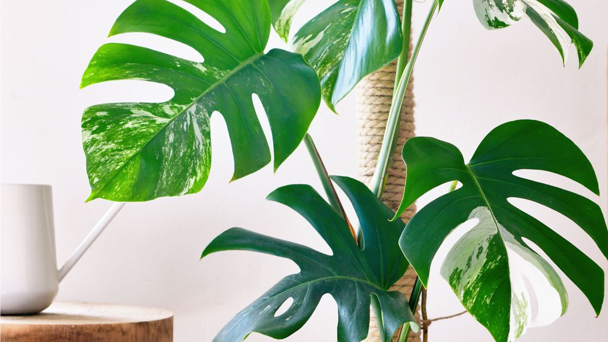 Unser Überblick über die besten Zimmerpflanzen mit großen Blättern – für einen tollen Blickfang.