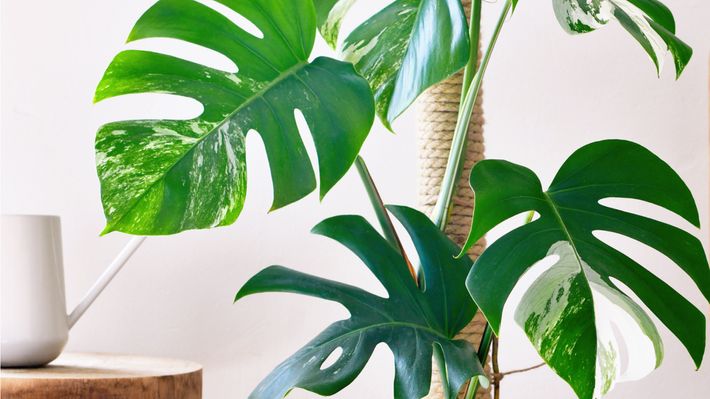 Unser Überblick über die besten Zimmerpflanzen mit großen Blättern – für einen tollen Blickfang. - Foto: istock/Firn