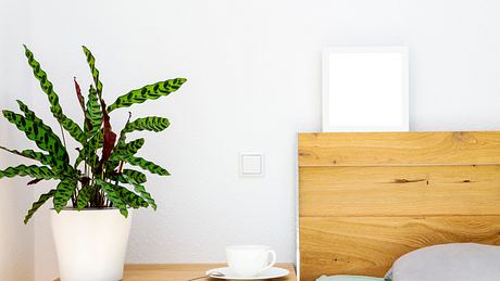 Eine Zimmerpflanze in der Wohnung - Foto: istock/Maksym Ponomarenko