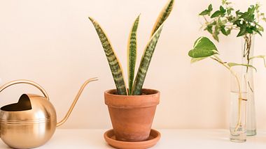 bogenhanf zimmerpflanze wenig licht - Foto: iStock / Crystal Bolin Photography