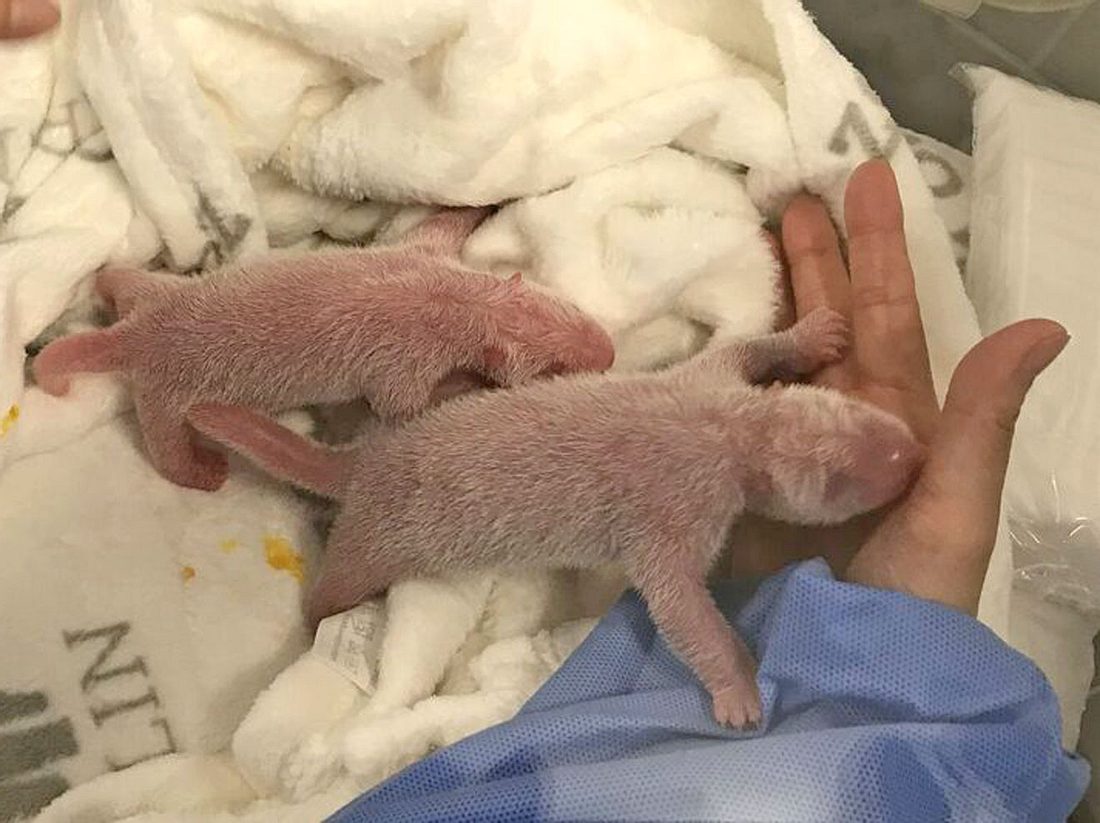 Im Zoo Berlin sind Panda-Babys geboren worden.