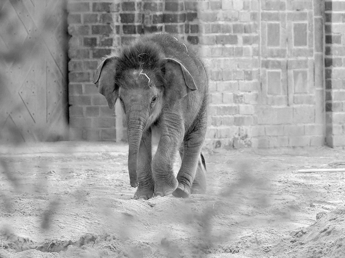 Der kleine Elefant Bên Lòng aus dem Leipziger Zoo musste eingeschläfert werden.