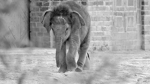 Der kleine Elefant Bên Lòng aus dem Leipziger Zoo musste eingeschläfert werden. - Foto: imago