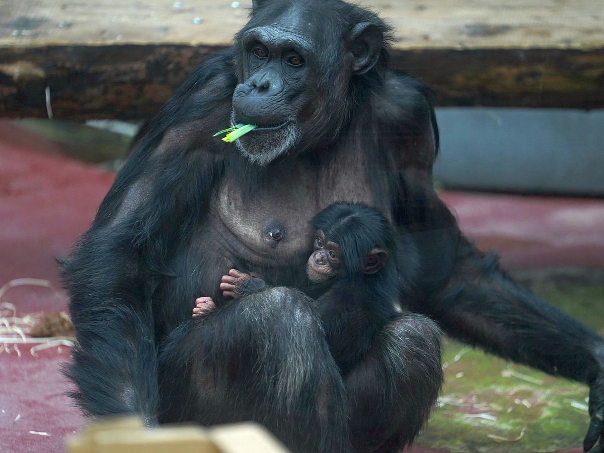Zoom Erlebniswelt Gelsenkirchen: Schimpansenjungtier