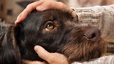 Haustier anschaffen: Ab wann bin ich zu alt? - Foto: PavelRodimov / iStock