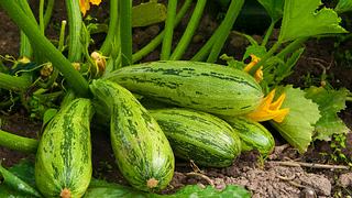 Zucchini selbst anbauen. - Foto: Leptospira / iStock
