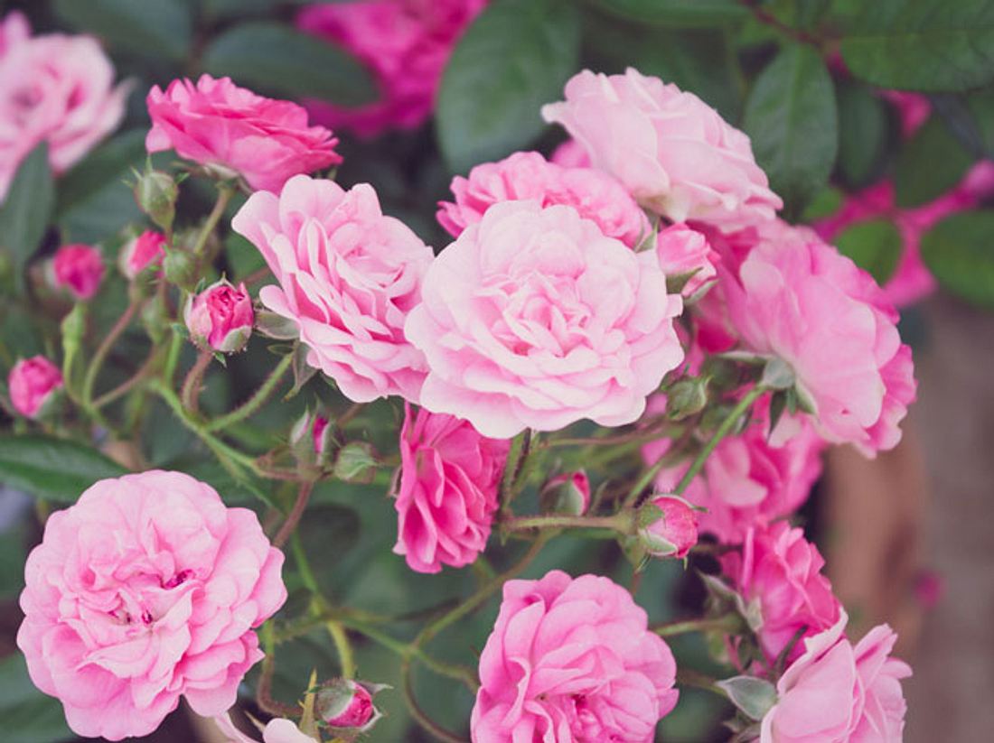 Diese Bodendeckerrose wird bis zu 50 Zentimeter hoch. Bodendeckerrosen haben besonders schöne Blüten.