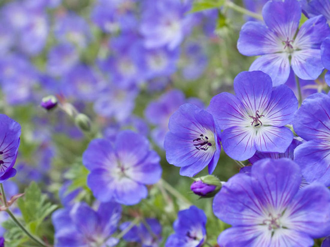 Storchschnäbel zeichnen sich durch eine lange Blüte aus. Viele Pflanzensorten eignen sich als Bodendecker - unter anderem einige Storchschnabel-Arten, die wunderschön blühen.