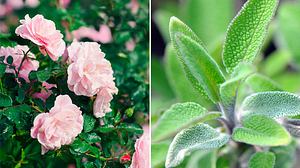 Wenn Sie Gewächse in Ihr Blumen- oder Gemüsebeet setzen wollen, sollten Sie auch über die Vorteile einer Mischkultur nachdenken. - Foto: LordRunar / hsvrs / iStock